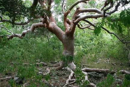 	Bursera simaruba	