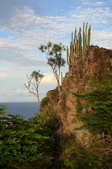 	Cactus et Frangipaniers	