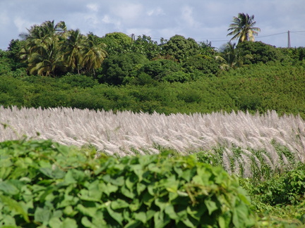 	Canne à sucre	