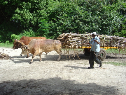 	Transport de la canne à sucre	