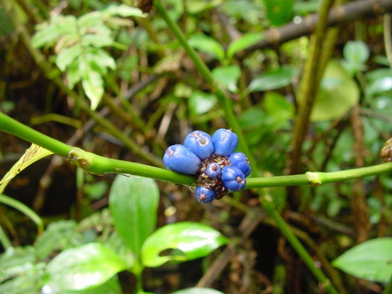 	Graine bleue montagne	