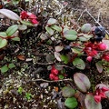 	Gaultheria domingensis 