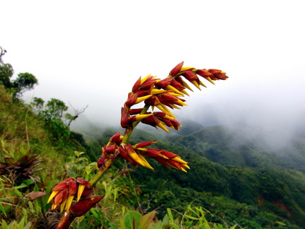 Guzmania plumieri	