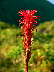 	Ananas montagne	