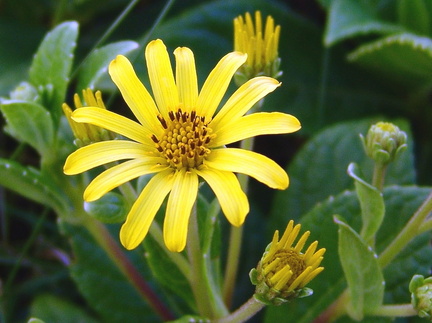 	Fleur jaune-montagne	