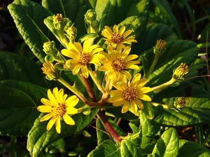 	Verbesina guadeloupensis	