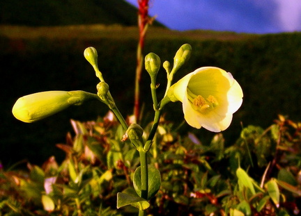 	Irlbachia frigida	