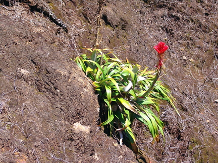 	Ananas montagne	