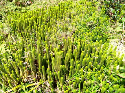 	Forêt miniature	