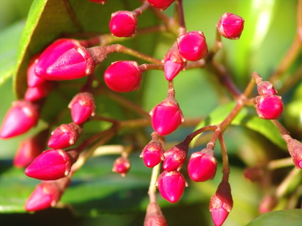 Charianthus alpinus