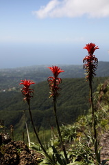 Pitcairnia bifrons