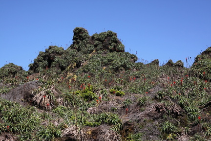 	Ananas montagne	