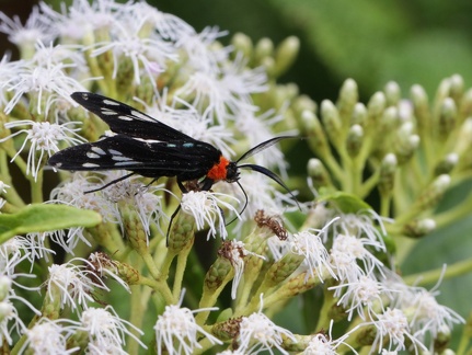 	Eriphioides toddi