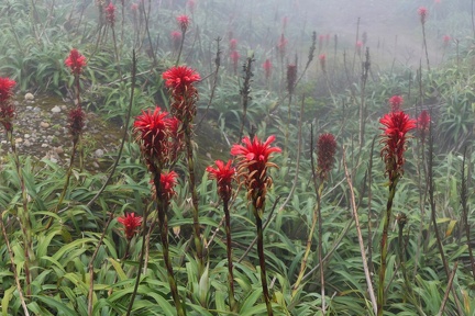 Pitcairnia bifrons