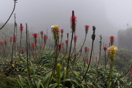 Pitcairnia bifrons