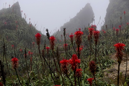 Pitcairnia bifrons