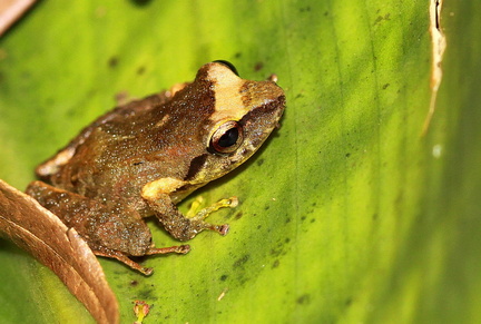 	Eleutherodactylus Johnstonei	