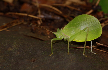 	Pterophylla sp. ou Karukerana sp.	