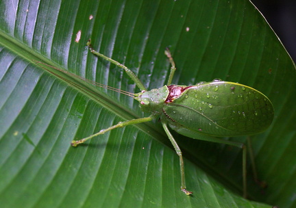 	Pterophylla sp. ou Karukerana sp.	