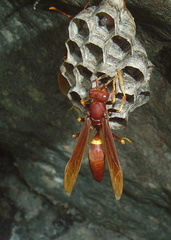 	Polistes dominicus	