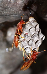 	Polistes dominicus	