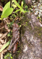 	Caletes apterus	