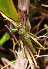 	Caletes apterus	