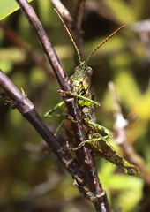 	Caletes apterus	