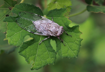 	Tympanoterpes grisea	