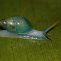	Drymaeus binominis	