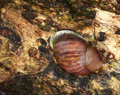 	Pleikocheilus aurissileni	