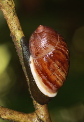 	Pleikocheilus aurissileni	