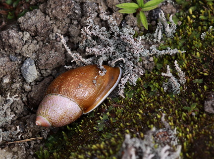 	Pleikocheilus aurissileni	