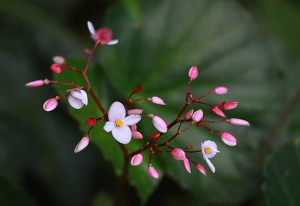 	Begonia vincentiana	