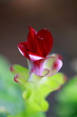 	Curcuma longa