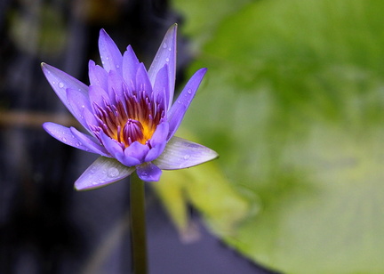 	Nymphaea caerulea	