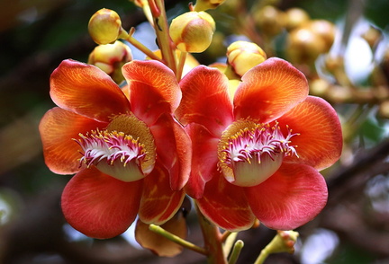 	Couroupita guianensis	