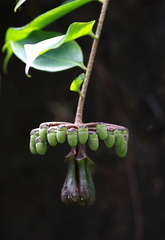 	Marcgravia umbellata	