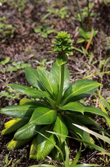 	Lobelia brigittalis	