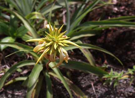 	Pitcairnia sulphurea	