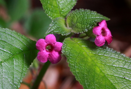 	Nautilocalyx melittifolius	