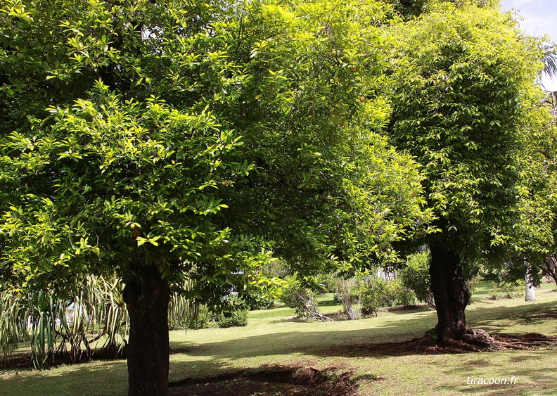 	Myristica fragans	