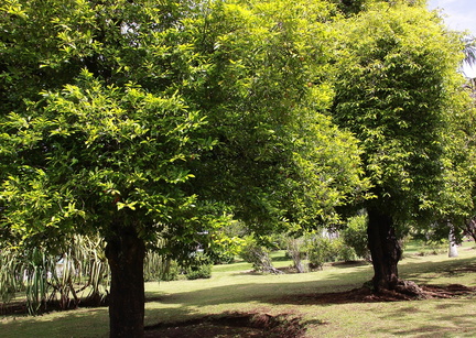 	Myristica fragans	