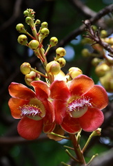 	Couroupita guianensis	