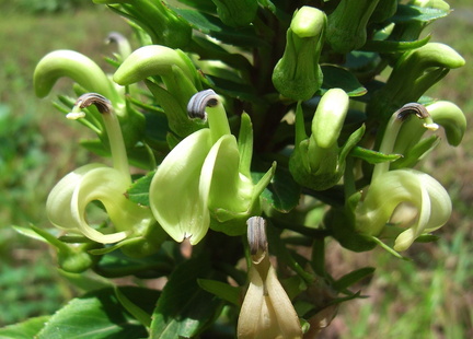 	Lobelia brigittalis	