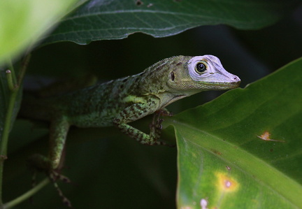 	Anolis griseus	