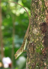 	Anolis griseus	