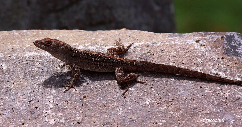 	Anolis sagrei	