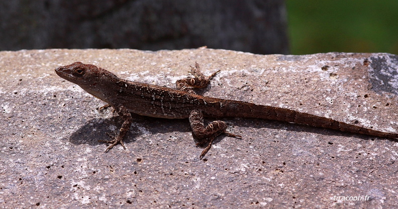 	Anolis sagrei	