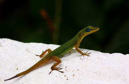 	Anolis trinitatis	